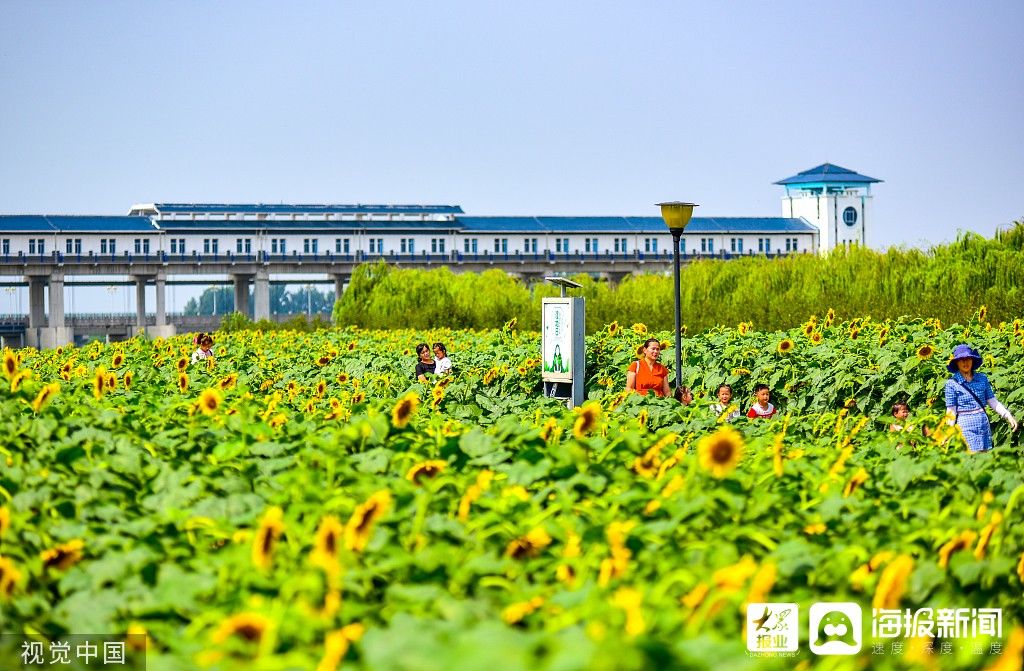 花海|图看日照｜沭河湿地百亩向日葵花开正旺