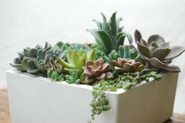 叶子|这样给多肉晒太阳,难怪你养一盆死一盆,现在看还不晚!