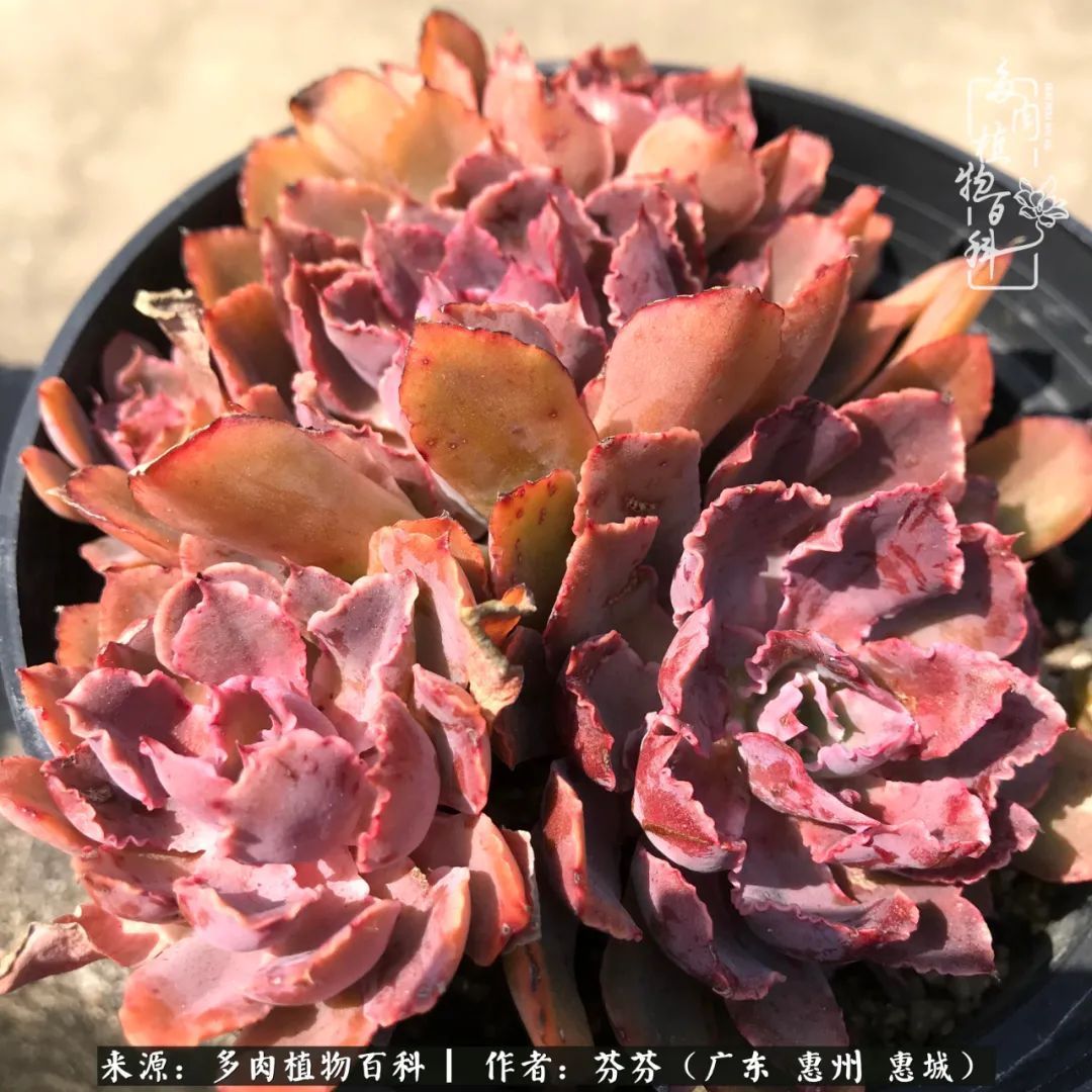 养花|一种爱好就是一种境界，养花养多肉可以培养一个人的心境！