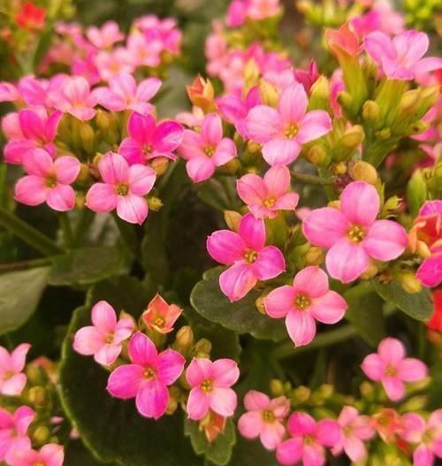 黄叶|家里的这“2种药”,用来浇花,再也不担心黄叶烂根