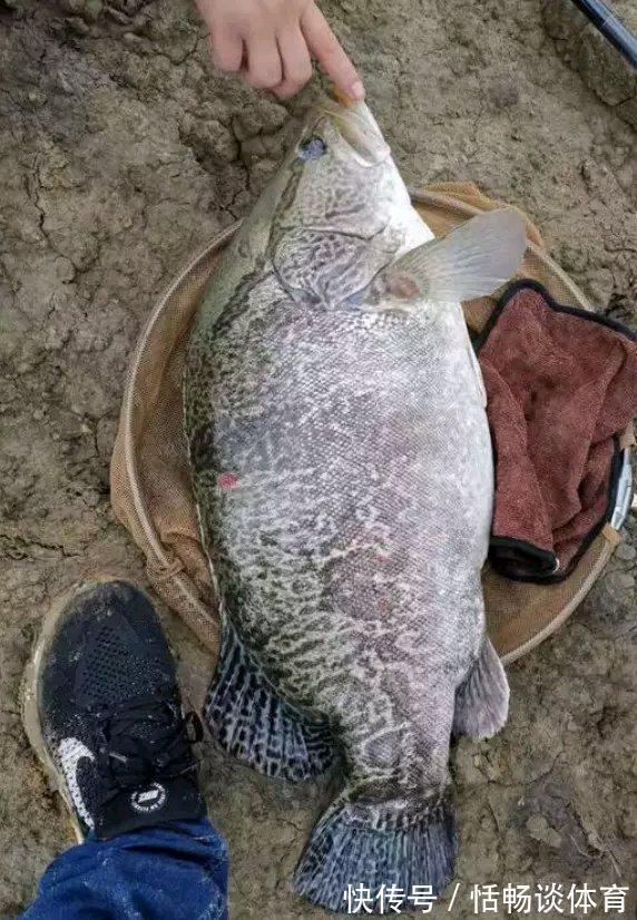 这几种昂贵鱼即将停口,再不钓要等明年,攻略分享