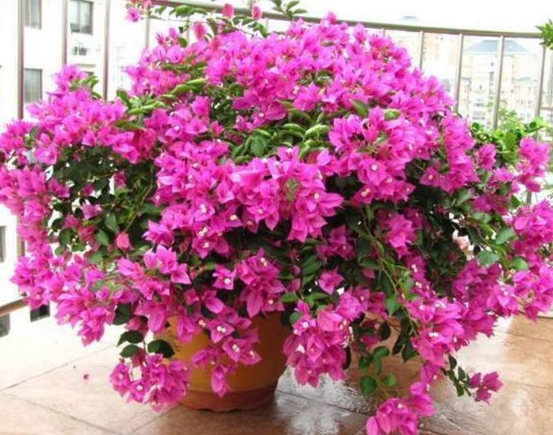 养了3年三角梅，只因在盆里丢了根“老电线”，侧枝开花不停！