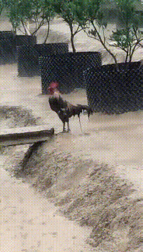 |搞笑GIF段子:大哥,堵车的时候在别在高速公路跳舞,作为男人也不知道害羞!