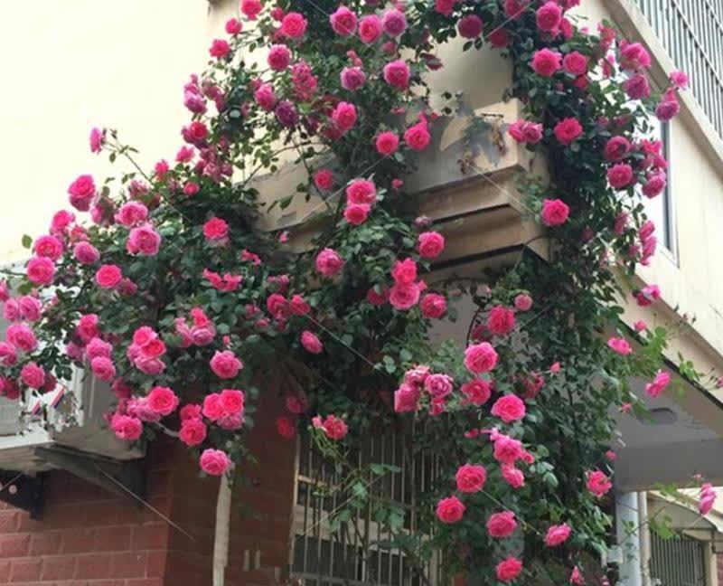 花海|高层阳台,建议安排2类花卉,一类长成花海,一类长成花瀑布