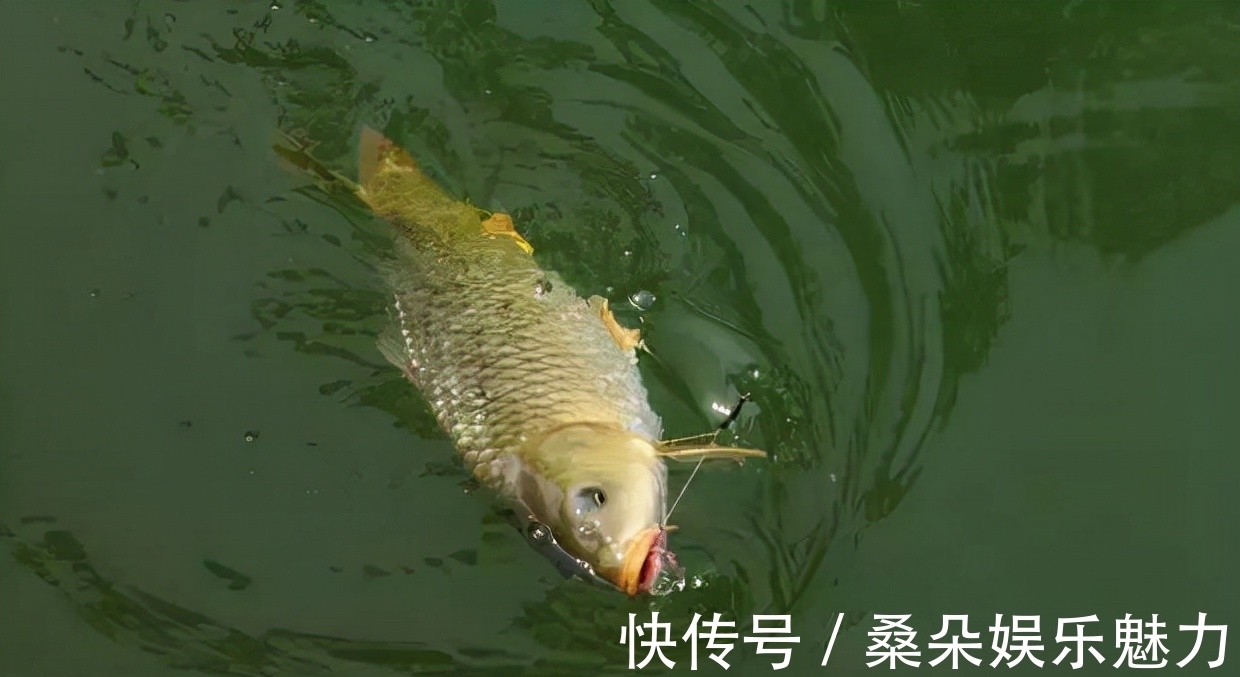 鱼口|深秋钓鲤,灵活使用这两个调漂思路,擒获大鲤,易如反掌