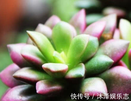 关键|多肉叶插不出芽掌握关键1点，生根出芽超快，轻松长满盆！