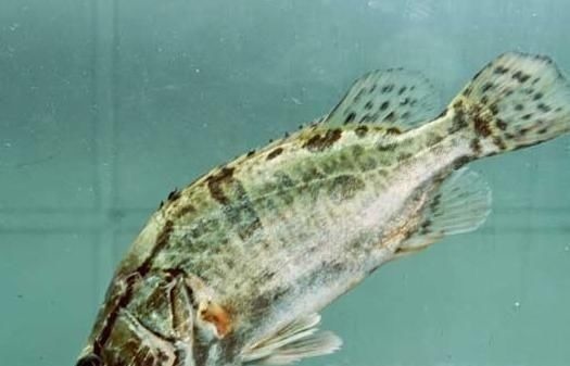 鳜鱼|这5种鱼无杂刺，适合老人小孩吃，营养美味还补钙，人人吃得起