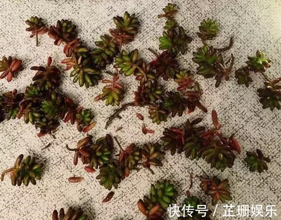 3个小技巧,多肉豆芽苗,一口气变多头群生,最短只要3个月