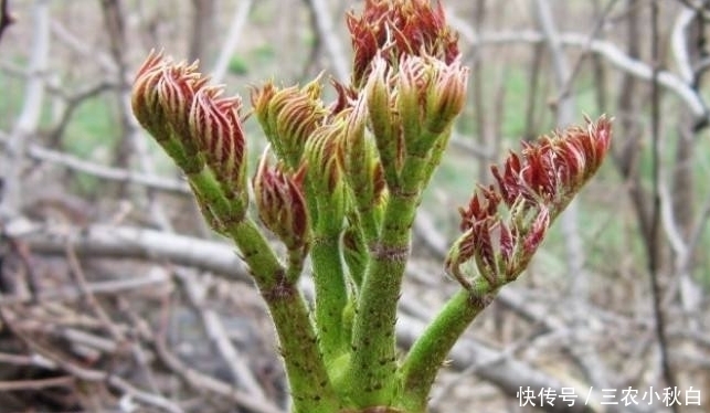 刺龙芽|比牛肉还贵的野菜，种植它可一年收入上百万！