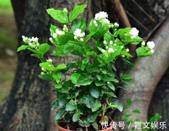 板结|养茉莉花,用什么“土”最合适,特别是新手,这一点一定要注意