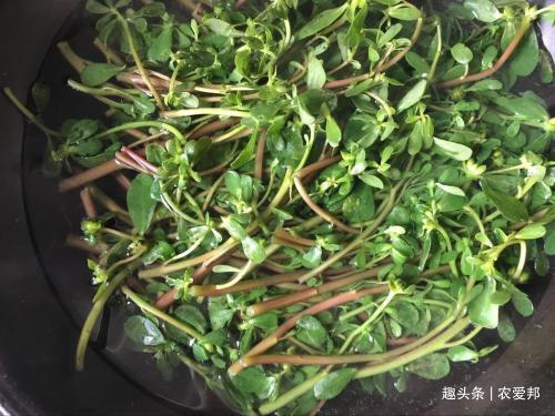 良药|这种野菜称为“国民野菜”中医人眼里也是一种良药,受到人们喜爱