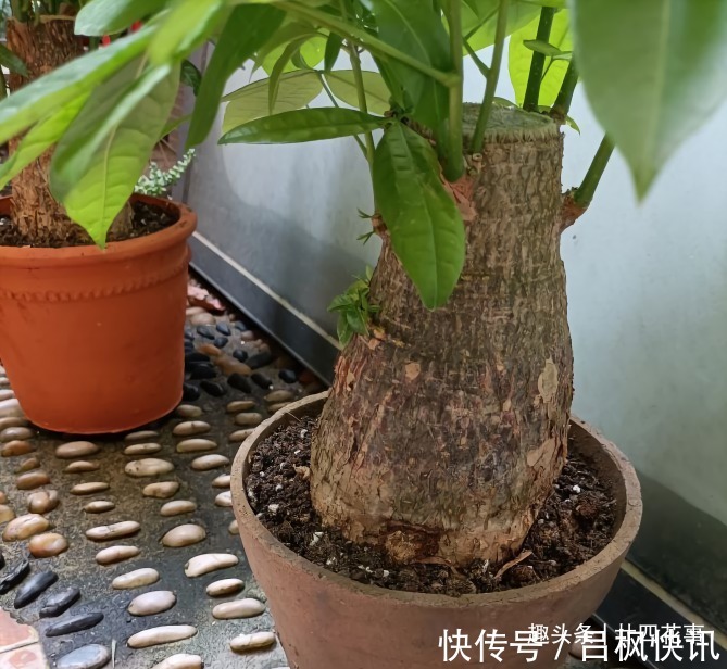 多肉植物|7种花，就要“穷着养”，花盆越小，长势越喜人！