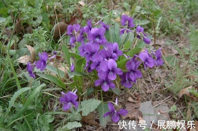 此花是为了纪念曾经的美丽所盛开的花，淡淡的紫色好看又优雅