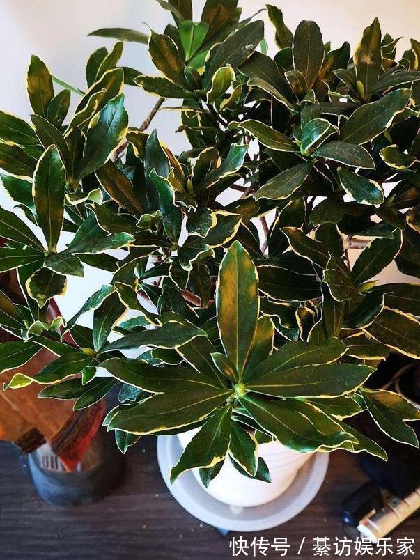 养花|养月季、茉莉不如盆栽金边瑞香,花期长、花朵多,花开满屋飘香