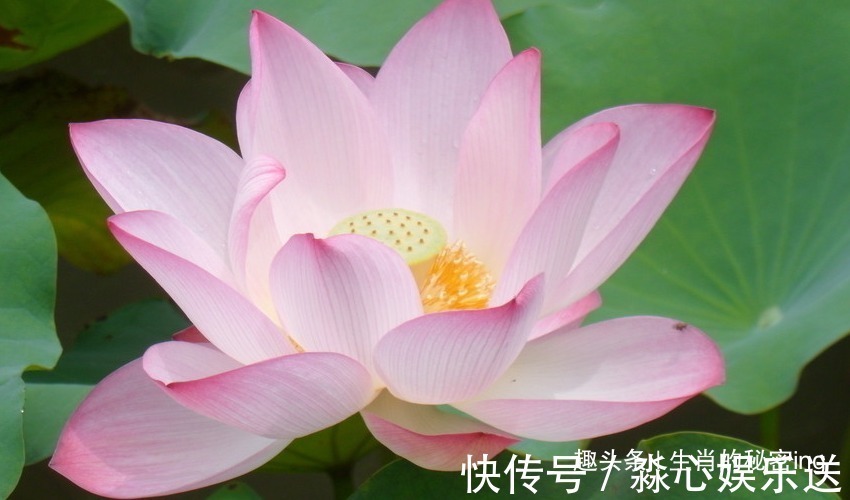 身材高挑|“命里带金”的三生肖,旺夫旺子旺家运,注定不是富婆就是少奶奶