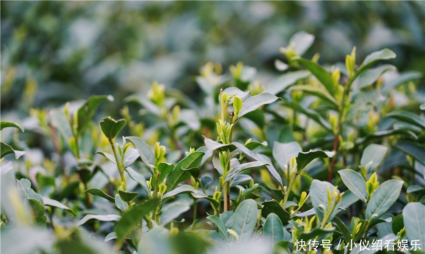 木棉|杭州的春天也太早了，来茅家埠赏风景挖野菜，寻找春天的气息