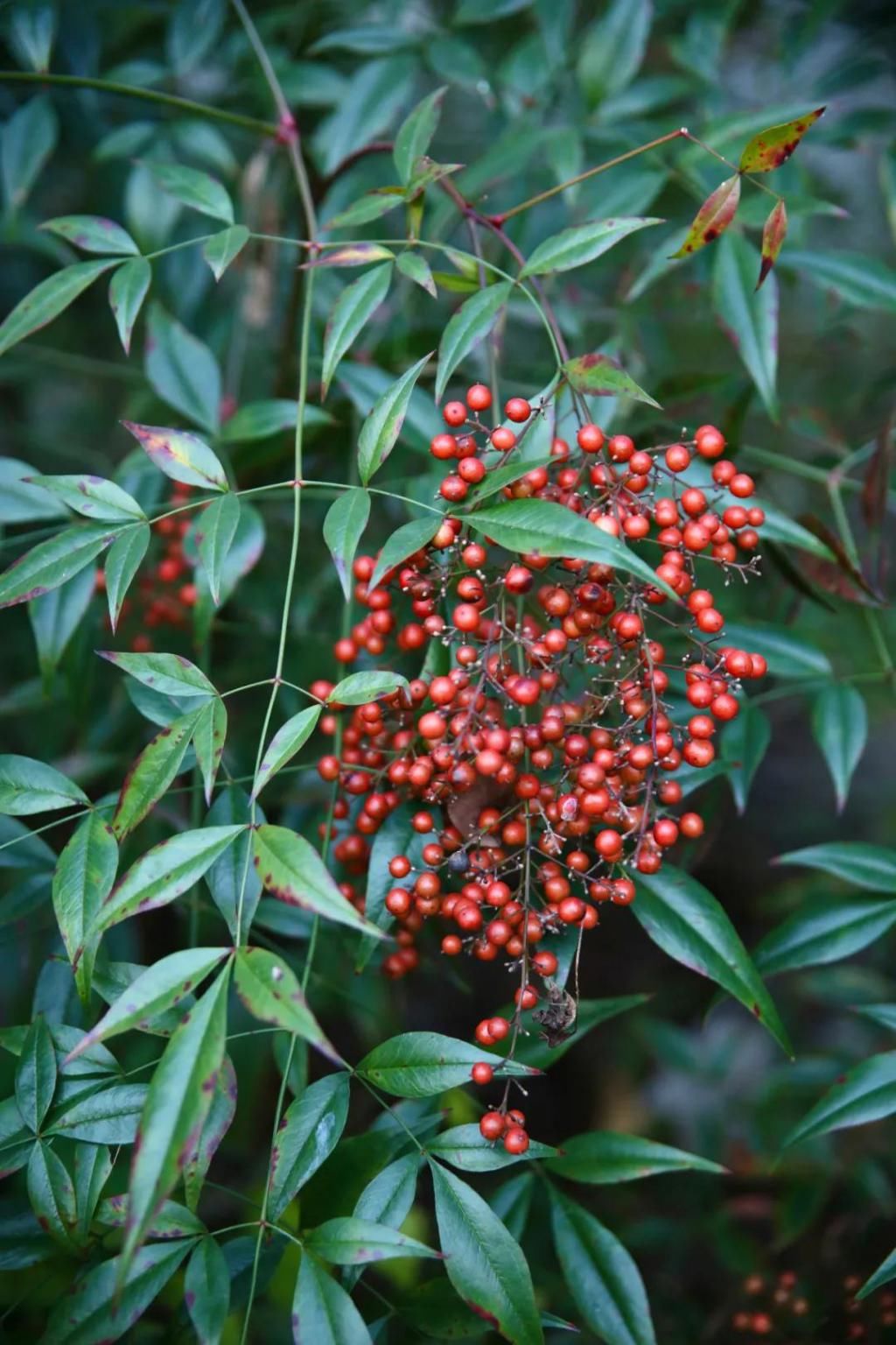 千里光|野趣一日，发现桃花岭的22种秋天