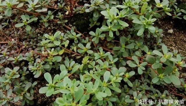 农村这些野菜,你吃的对么