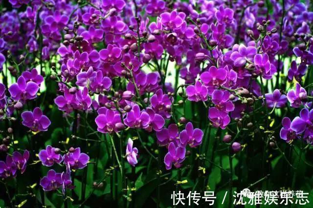 狐尾兰|4种“兰花”好养还爱开花，一开就是“花瀑布”，惊艳！