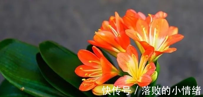 阳台上|“0至30度”的温度变化,会给君子兰带来不一样的生长体验!