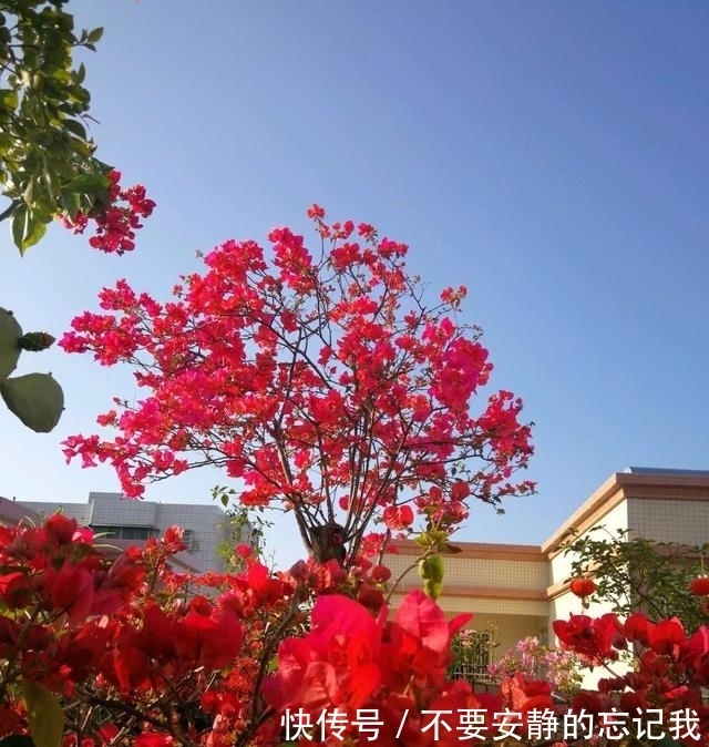 浇水|三角梅,蟹爪兰开花少,教你一个“土方法”,轻松爆花!