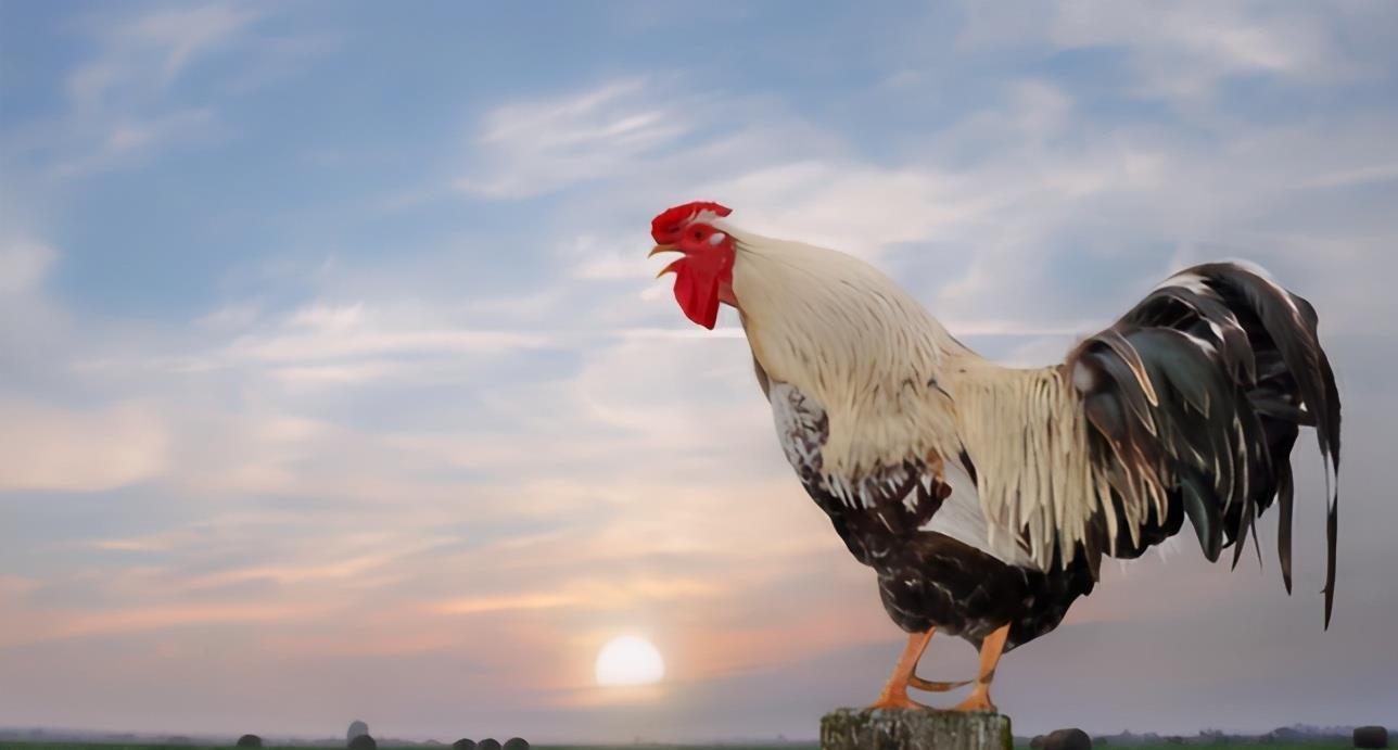 70岁农民作出《咏鸡》,仅靠18字获1万元奖金,引来网友争相模仿