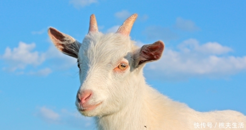 基因|中国文化中的“羊基因”:伏羲神农最早以羊为图腾