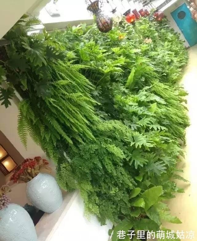 王昱珩|被《人民日报》表扬,1000万姑娘都想嫁,他将家变成热带雨林