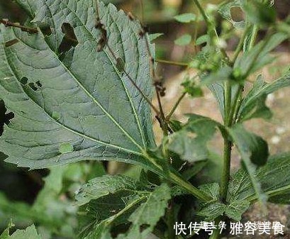 感冒|下田菊，见过吗可用于感冒高热，咽喉炎，扁桃体炎，黄疸型肝炎