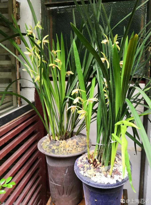 家里养盆虎皮兰,小花盆、挤着养,疯狂开花爆小崽!