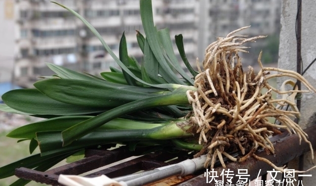 叶片|想要君子兰多发芽,避开“三种水”,当月催出花箭,绽放层叠群兰