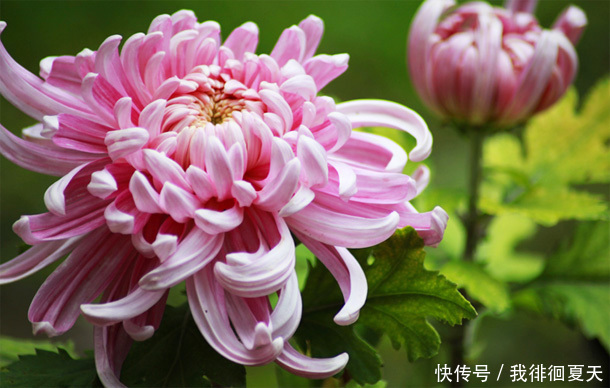 女性爱美,坚持吃“3朵金花”,排出毒素,净化血液,滋养子宫