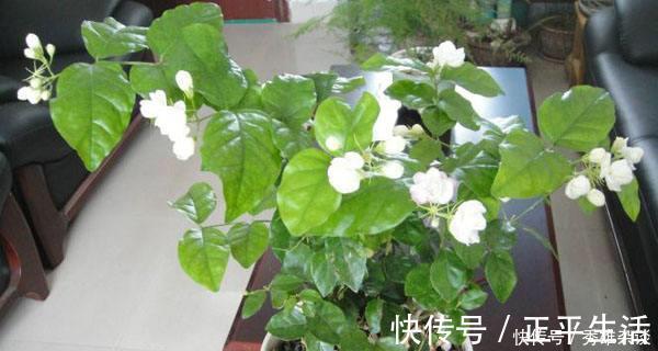 养茉莉花，盆里放几粒“小东西”，花儿怒放、芳香，一年开花不断
