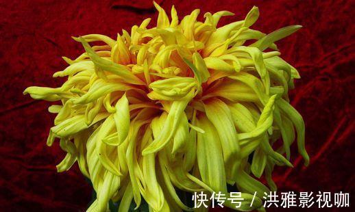 菊花|喜欢菊花,就养盆“菊中精品”夕霞卷云,似秀丽妆容,美艳高雅