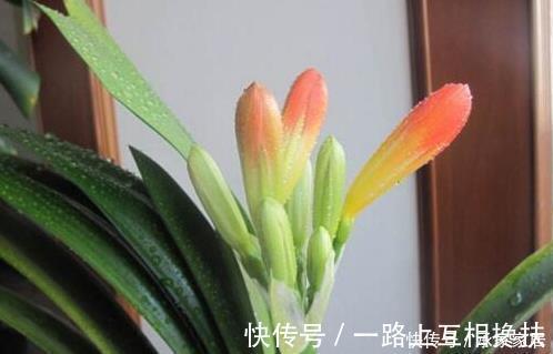 柳树枝|张大爷养君子兰，入秋就浇2种水，一年最少2次花，太养根了！