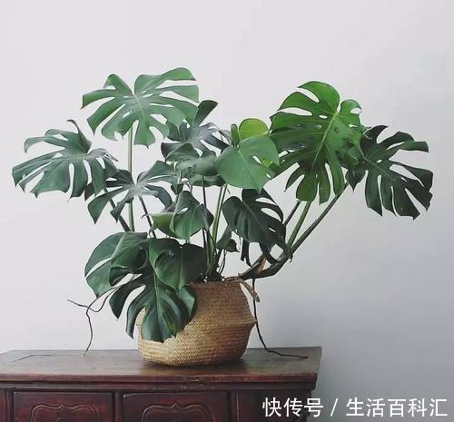 要点|家里养龟背竹,了解掌握4个要点,不黄叶不烂根,生长旺绿油油!