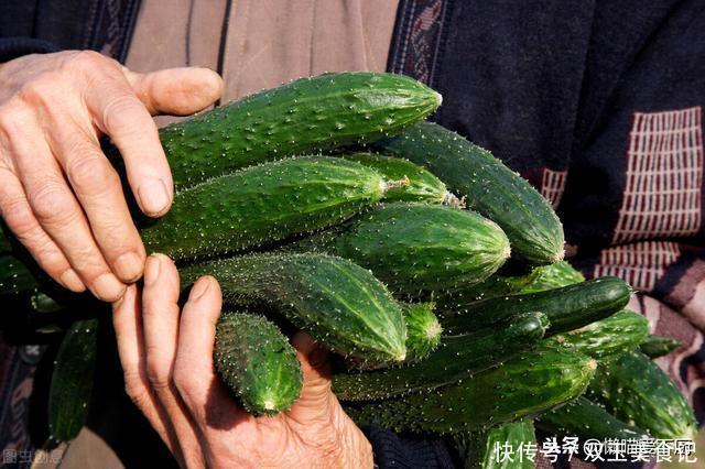 黄瓜|买黄瓜，挑直的还是弯的？老菜农：牢记这3点，激素黄瓜一看便知