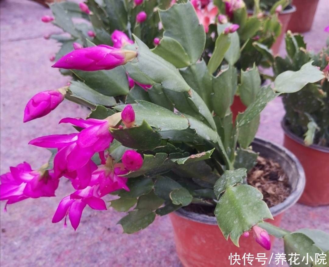 秋天3种花“睡醒了”,给它们补足养分,花苞长满枝头