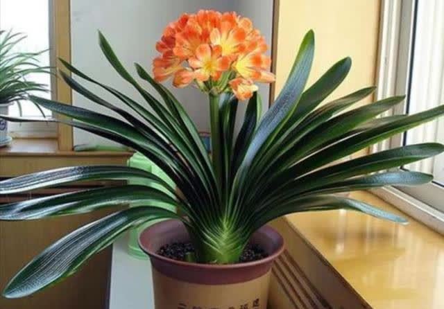 君子兰|发现5种“寿星花”,适合老人养,寓意好、颜值高,越养越值钱