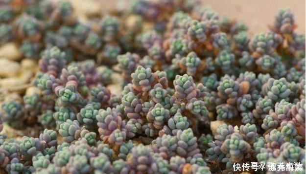 景天科|多肉中的7大美人,个个都千娇百媚,美极了!