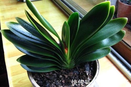 君子兰、蟹爪兰不开花给你说个小方法,天一凉快,叽里咕噜开花