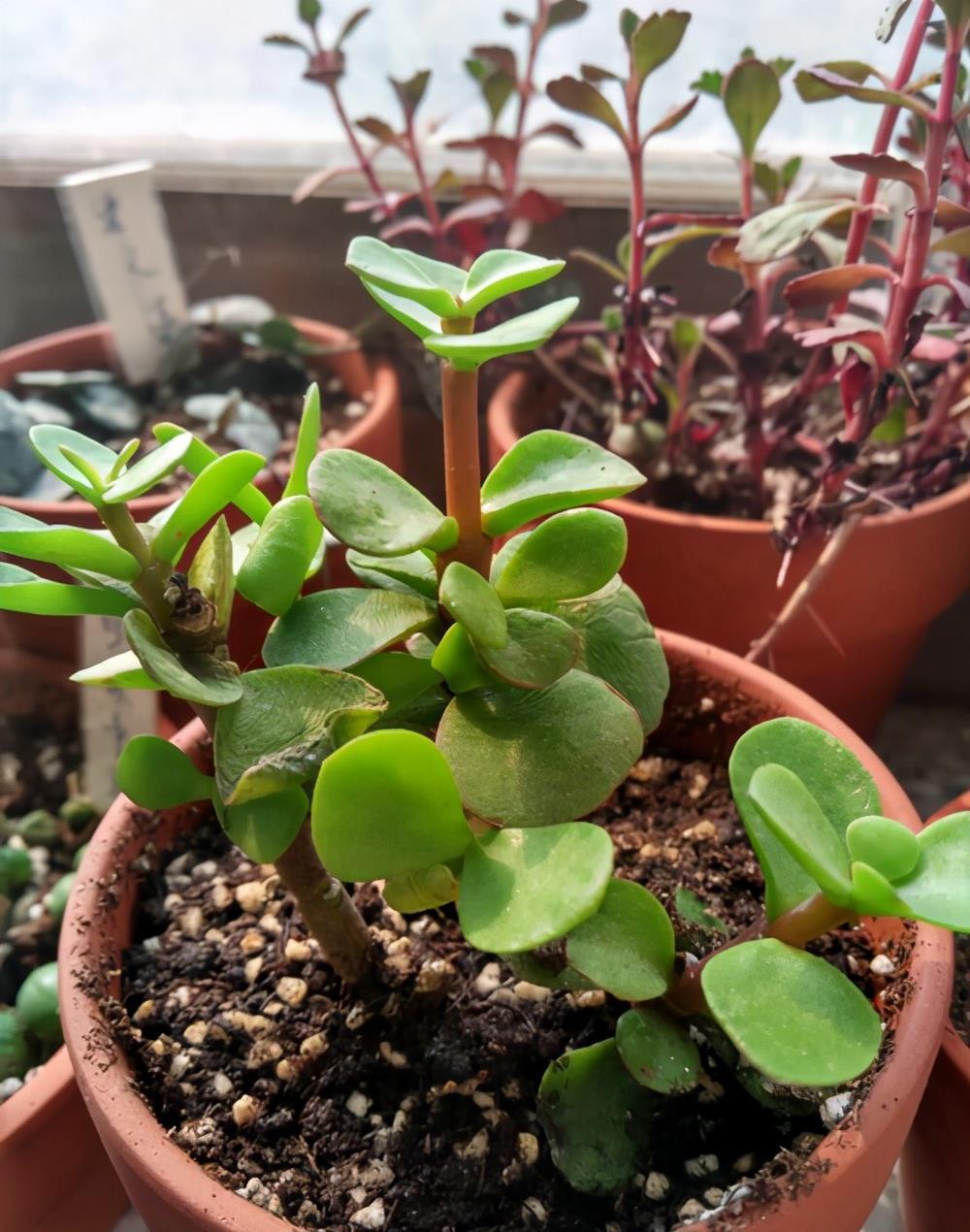 植株|马齿苋树的老桩养成之路，根据发生时间的不同，3种不同修剪方法