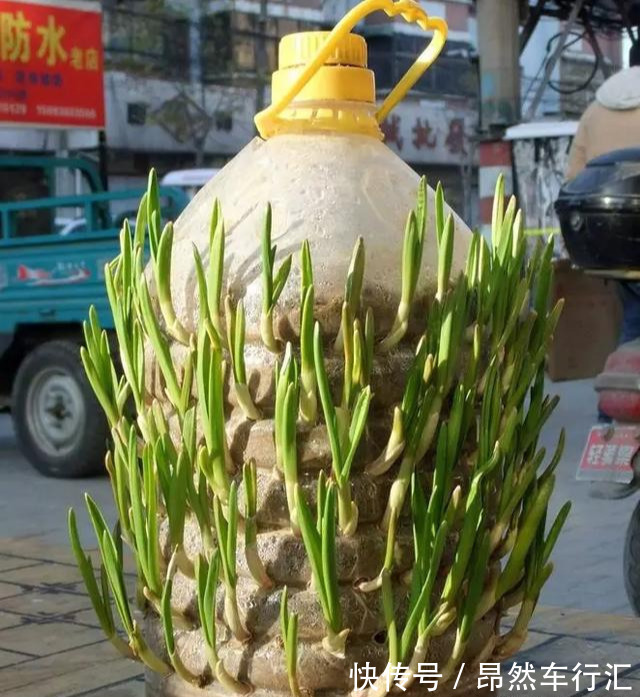 小菜园|养花技巧:一个油桶胜过两花盆,种菜养花好用又省钱!