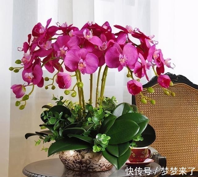 兰花|4种“高贵花”,冬天砰砰开花,家里养一盆,富贵大气“有面子”