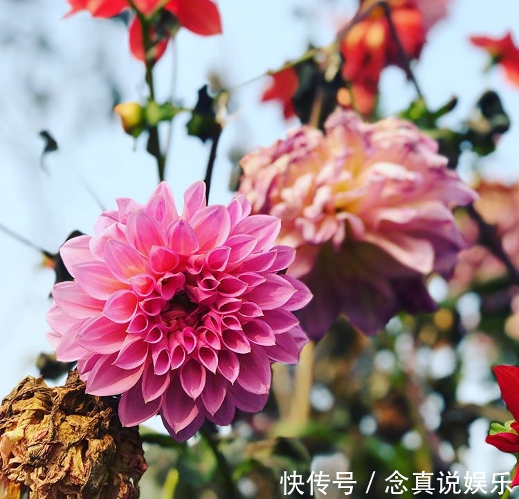 水溶液|3种花卉，真是勤奋的“好孩子”，整个夏天都在开，花苞比拳头