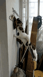 |搞笑GIF:妈呀,这魔鬼的步伐,摔得可不轻