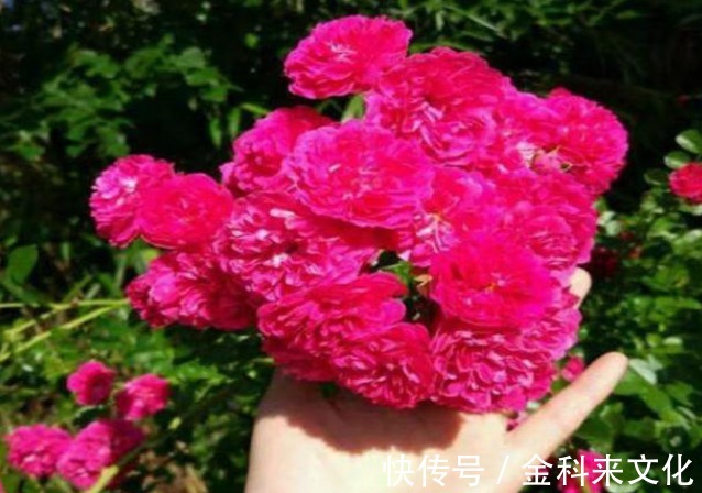此花“冻不死”，比栀子花还香，一年花开200天，沾土就活！