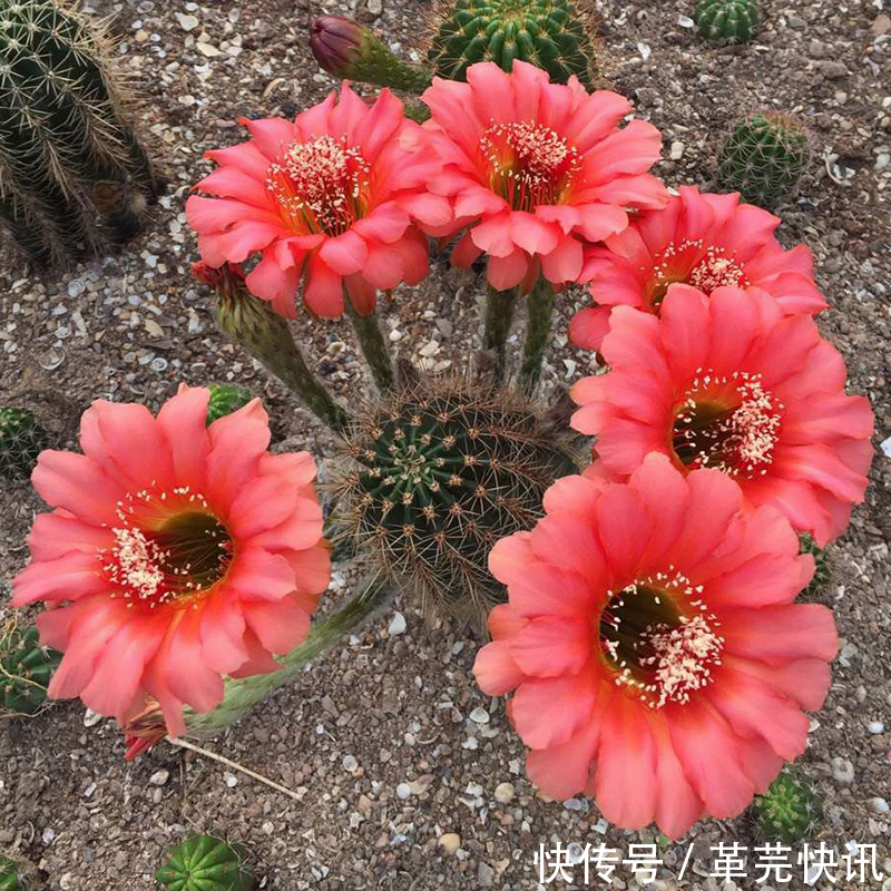 风雨兰|3种花,越热越开花,越晒越开花,花色丰富又鲜艳