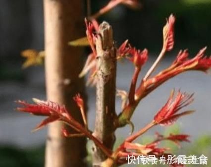 好吃|中国农村最好吃的野菜，全吃过的人不多，你能准确叫出名字吗？