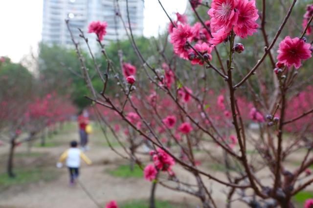 图集｜是春天了！一起听花开的声音